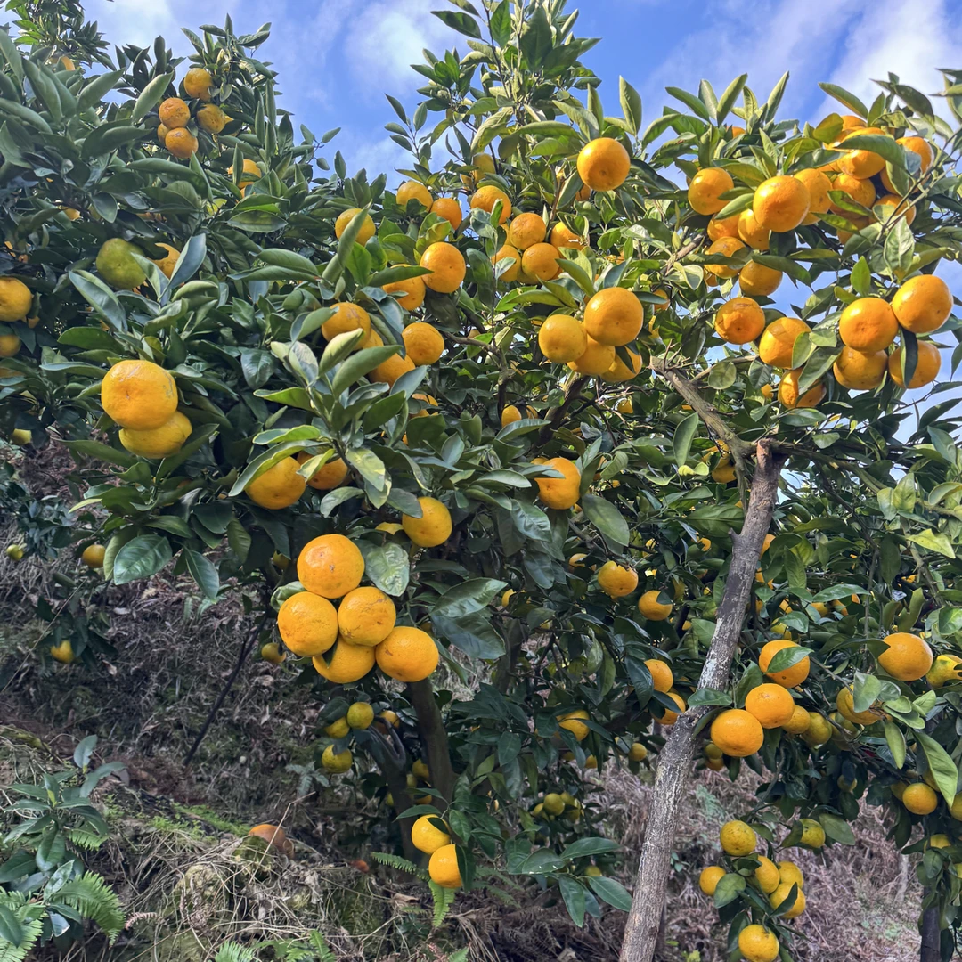 浙江台州涌泉正宗无核薄皮甜蜜桔子10斤一箱新鲜蜜橘子水果整箱