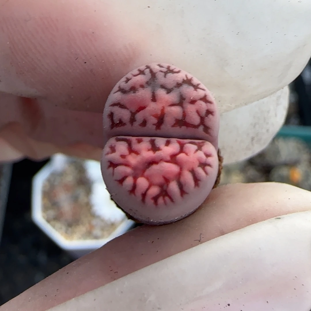 书***泓11.2。c369紫花纹。 8082