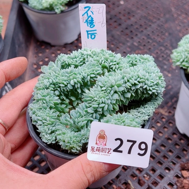 我***名多肉植物多肉植物