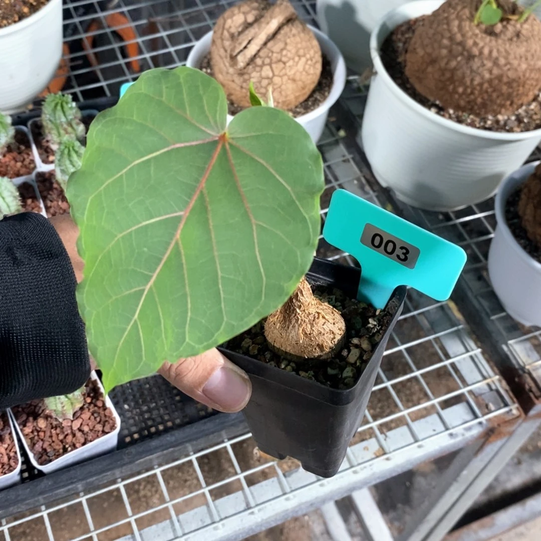 红脉榕多肉植物一个