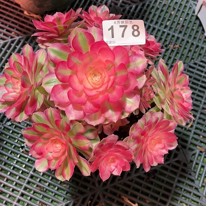 178倾城多肉植物