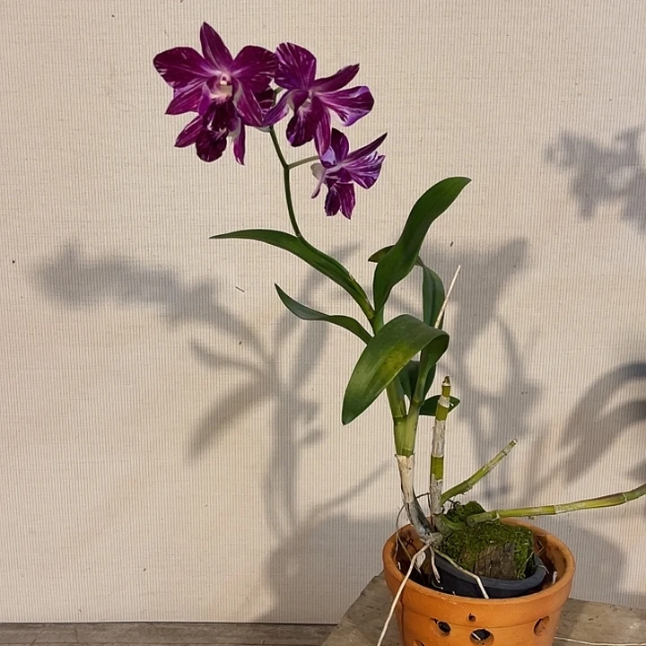 当前无花朵，栽培后可花朵油画984