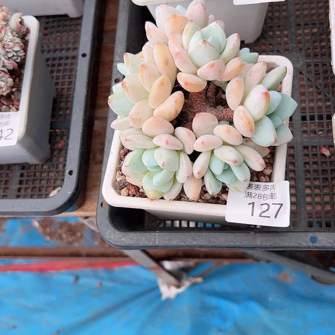 无花朵沉*多肉一物一拍127