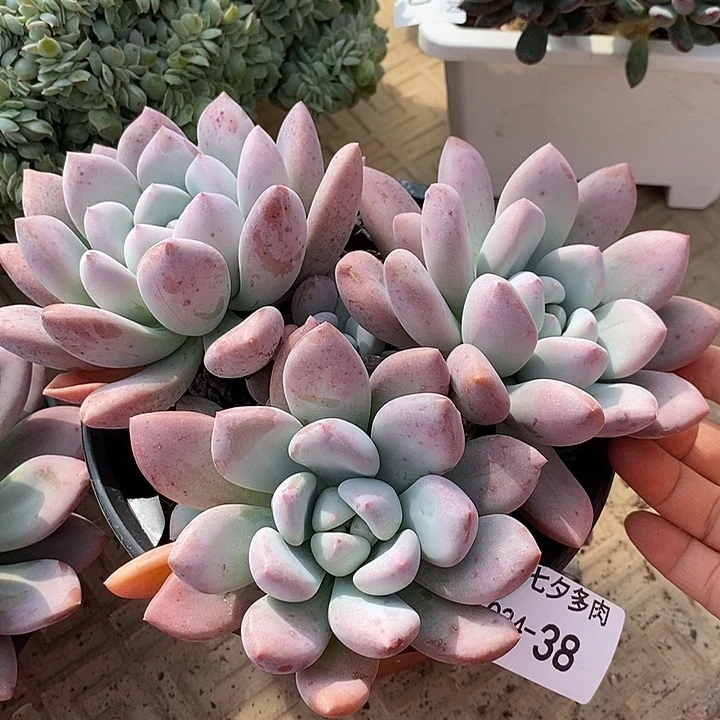 小七夕多肉奥普38