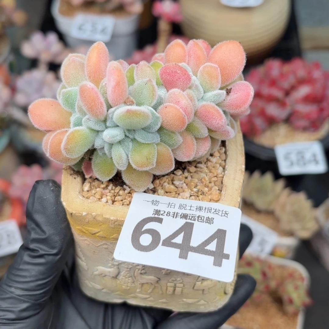 雪晃星缀化无盆土发货