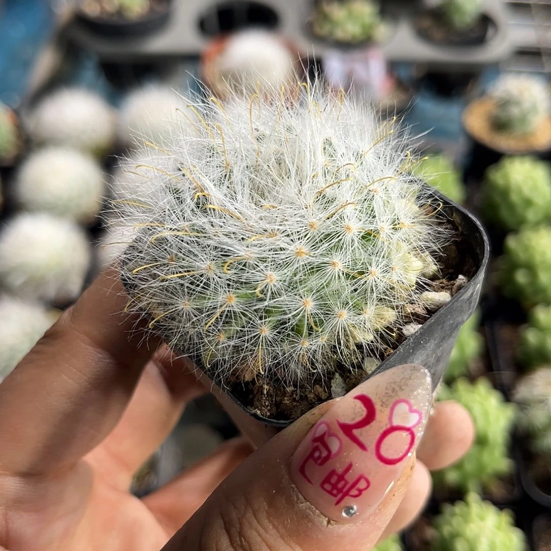 丽光殿单头发货有根发货