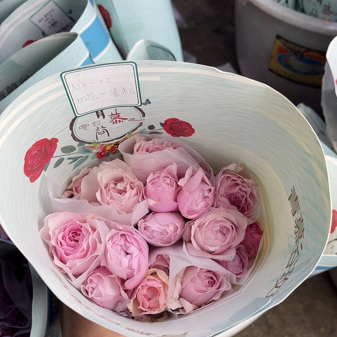 全部花苞青幕谷（漾粉）一扎