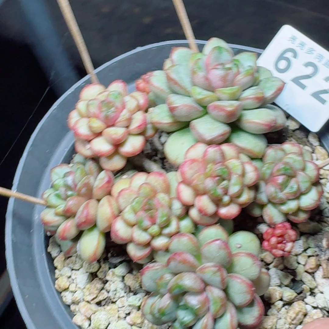 葡萄老桩            精美多肉植物