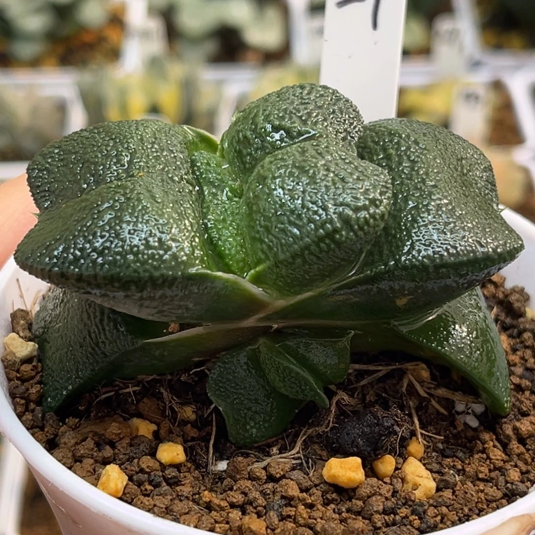 27厚叶蝴蝶卧牛带仔福利专场