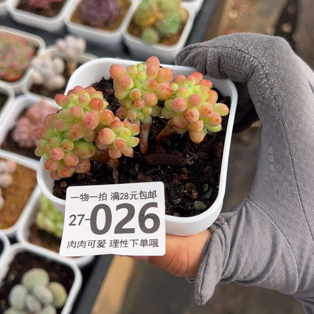 果冻乙女心缀化多老桩