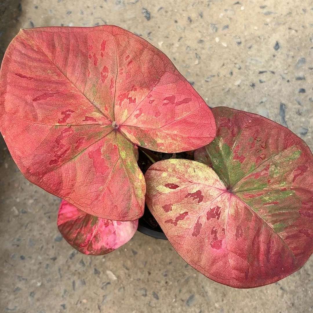 330-0119Rose彩叶芋泰国发货