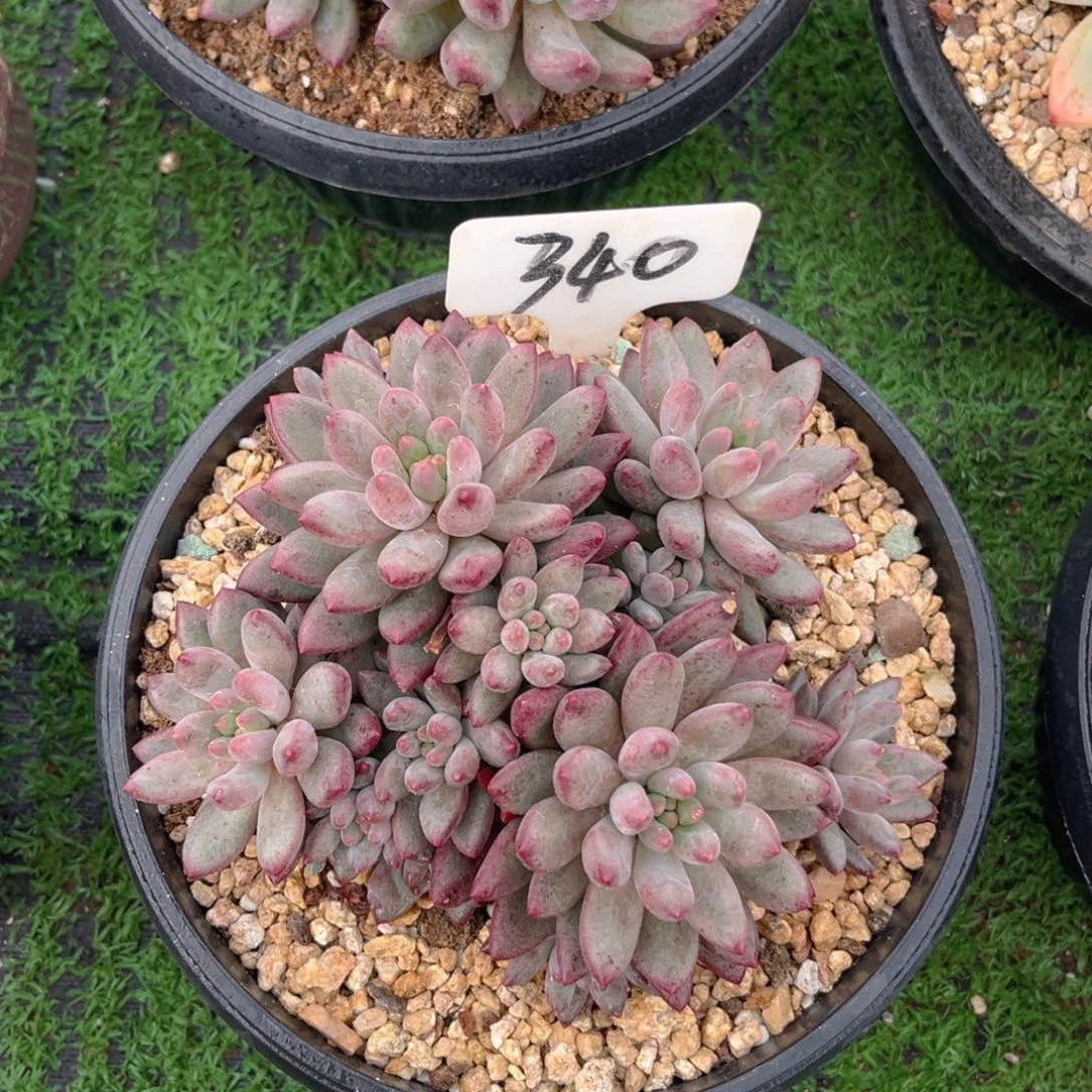 心****胖340fghjjjjjjjjjn