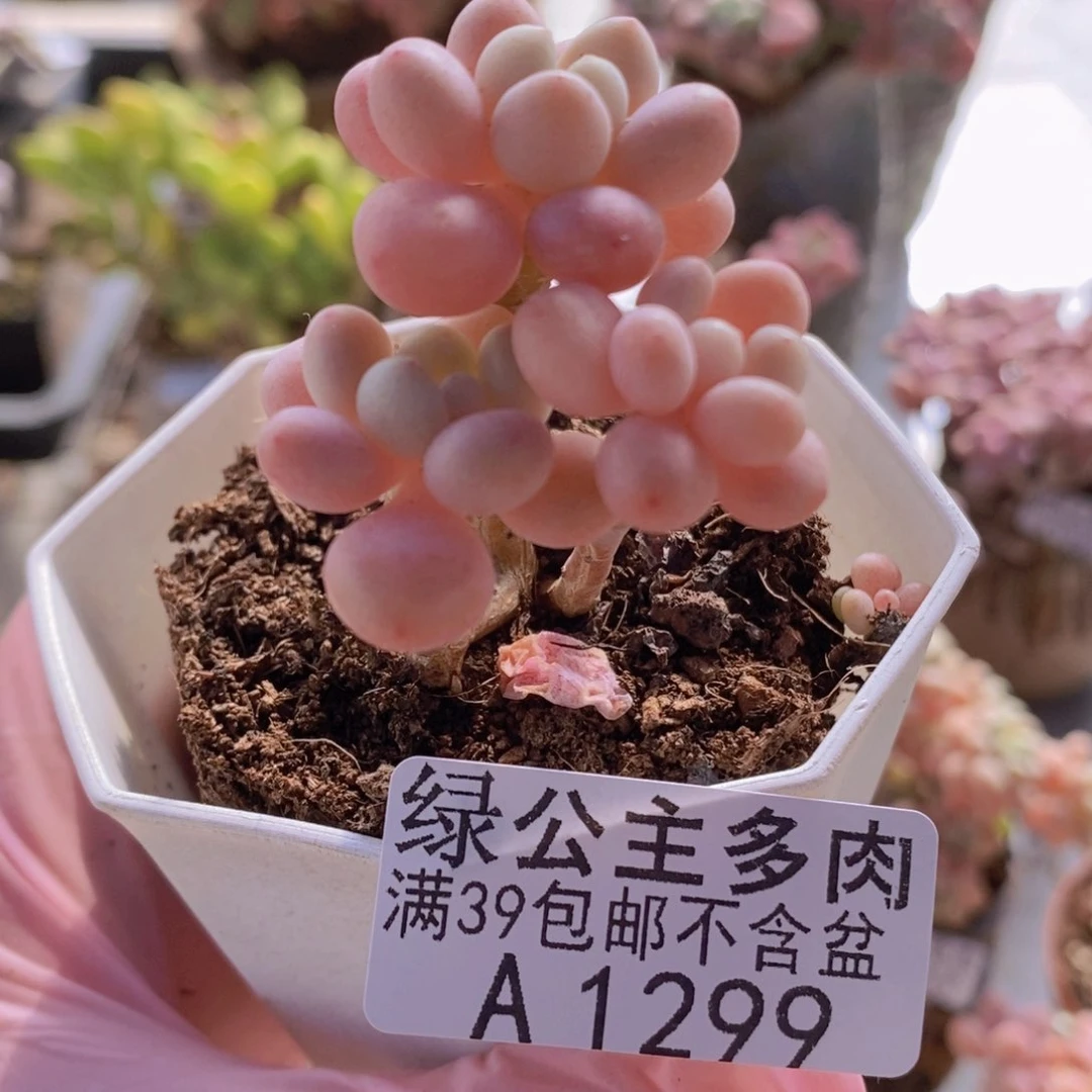 鱼子酱老桩5cm1299多肉植物