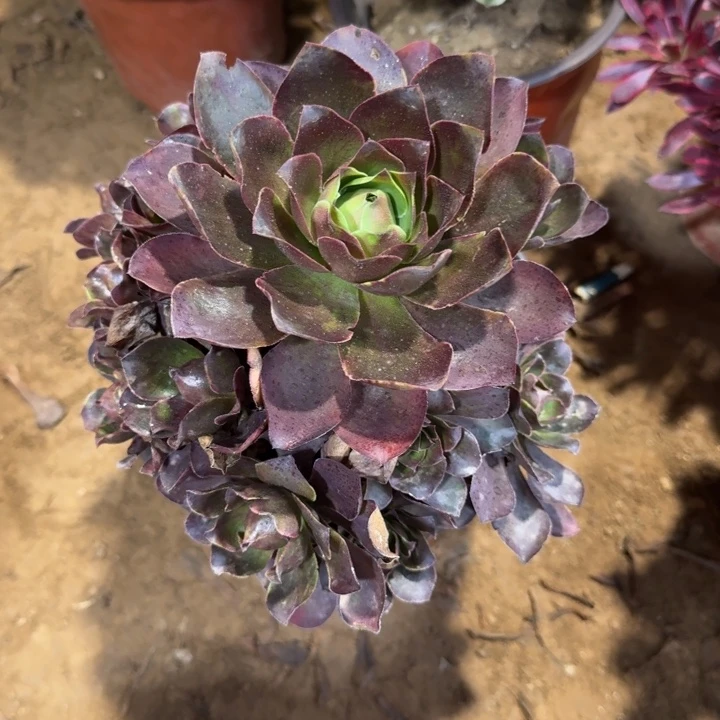 魅金玫瑰周正9.9。