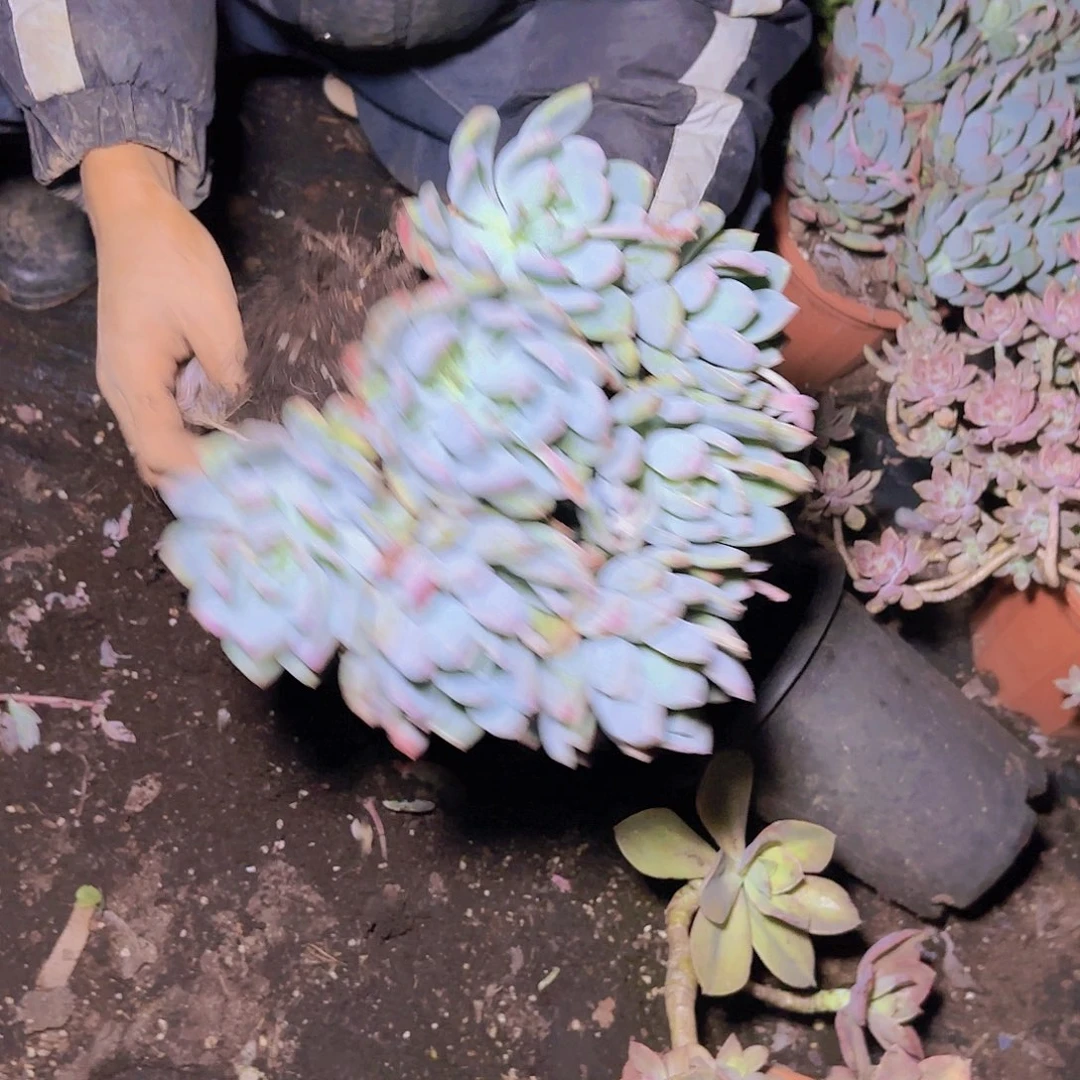 盆栽灰姑娘多肉多肉