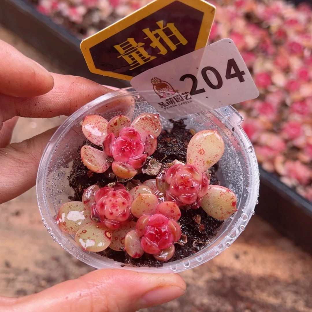 多肉植物多肉植物