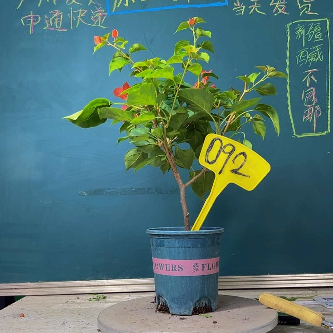 当前无花栽培后可以开花暗斑夕阳红 092