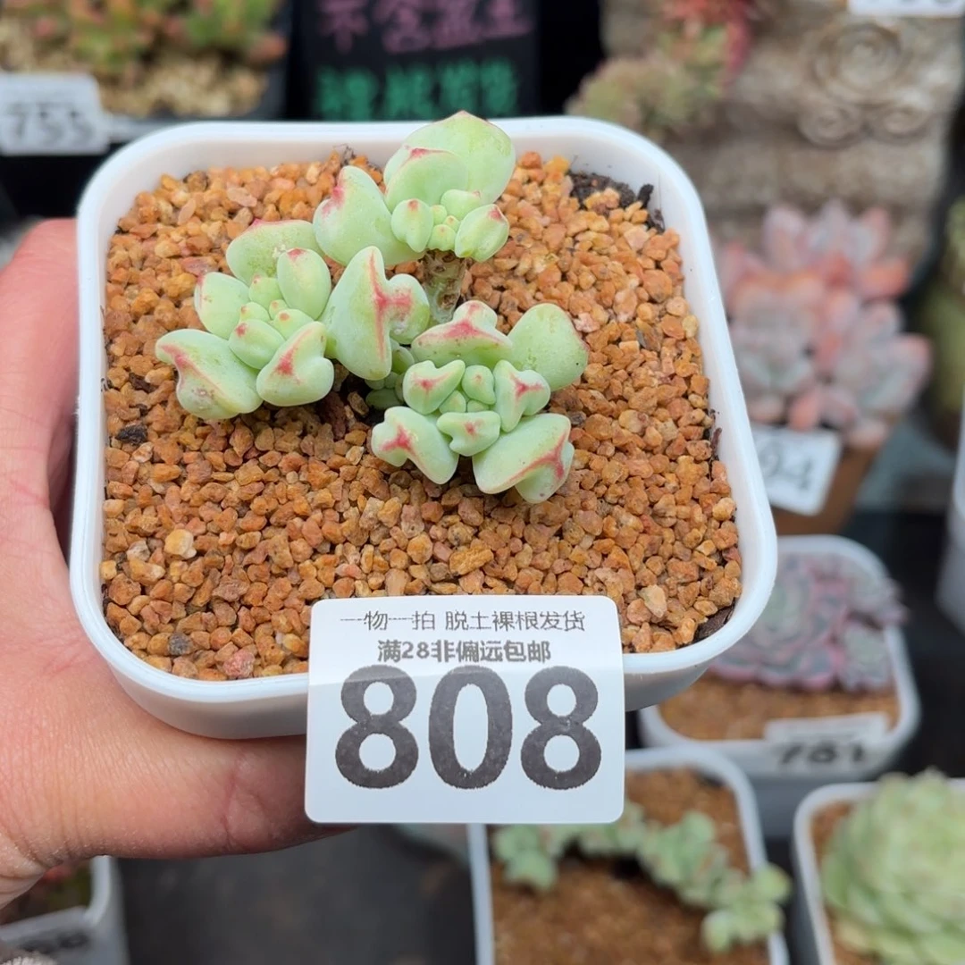 香草奶无盆土发货