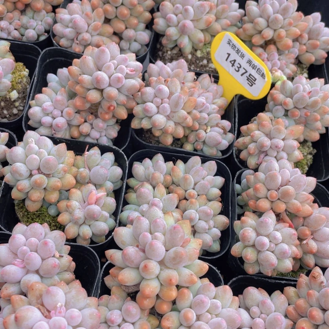 1437号 婴儿手指群生一个