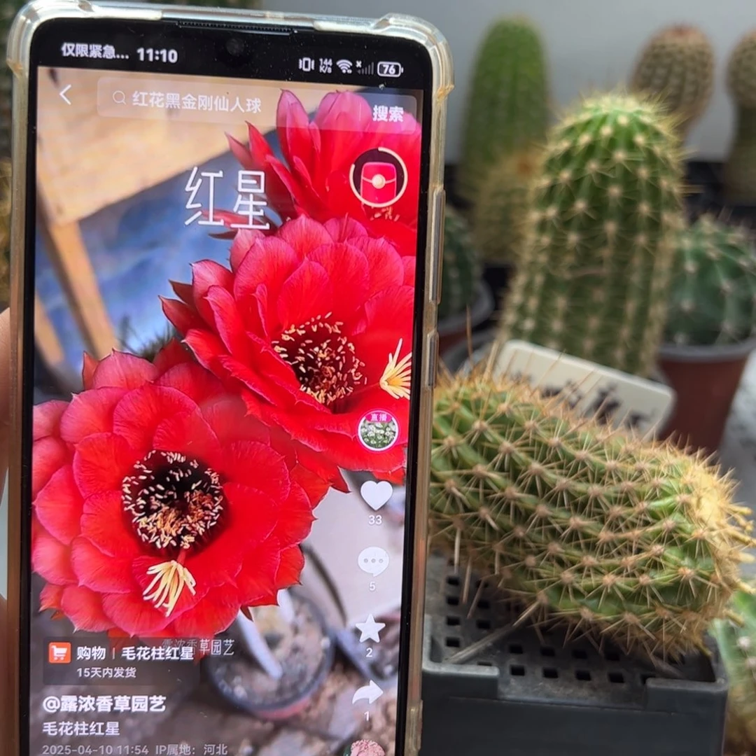 红星气根侧芽15元