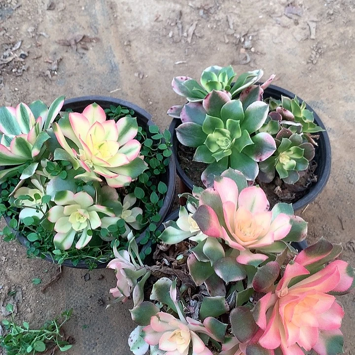 多肉植物香妃有砍头19