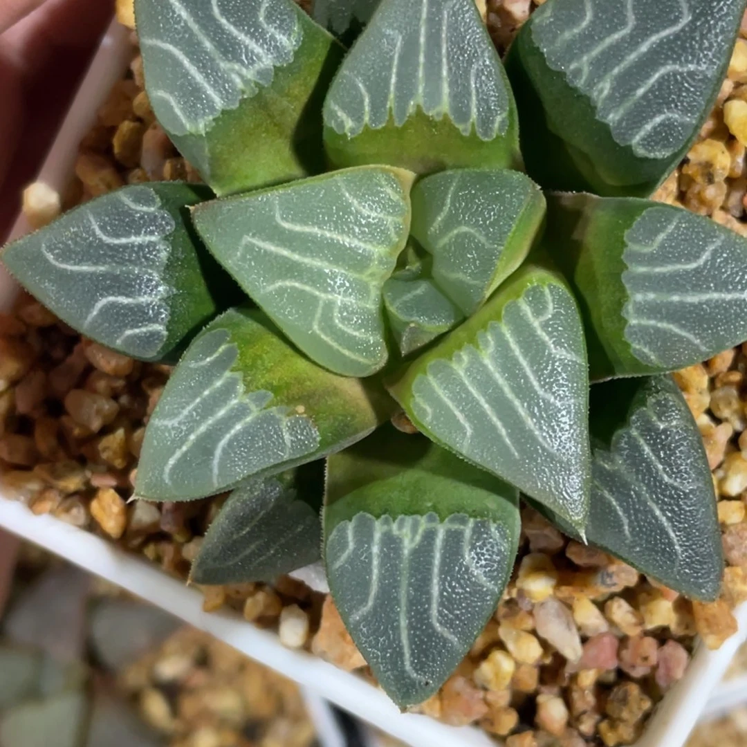 一***水实生默认脱土发货