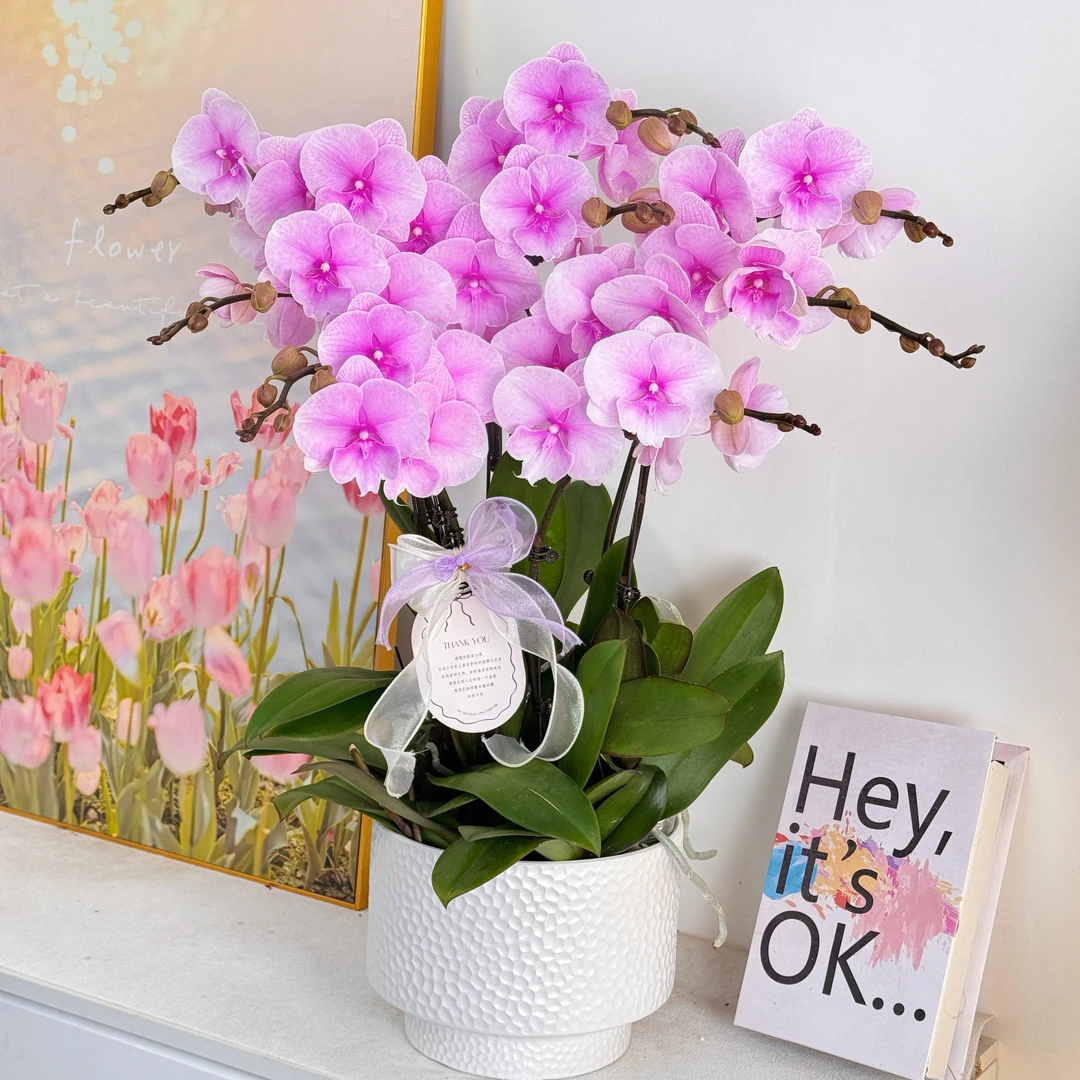 【粉迷雾】欧品稀有蝴蝶兰鲜花组盆 开花株  年宵花  送人送礼  懒人植物