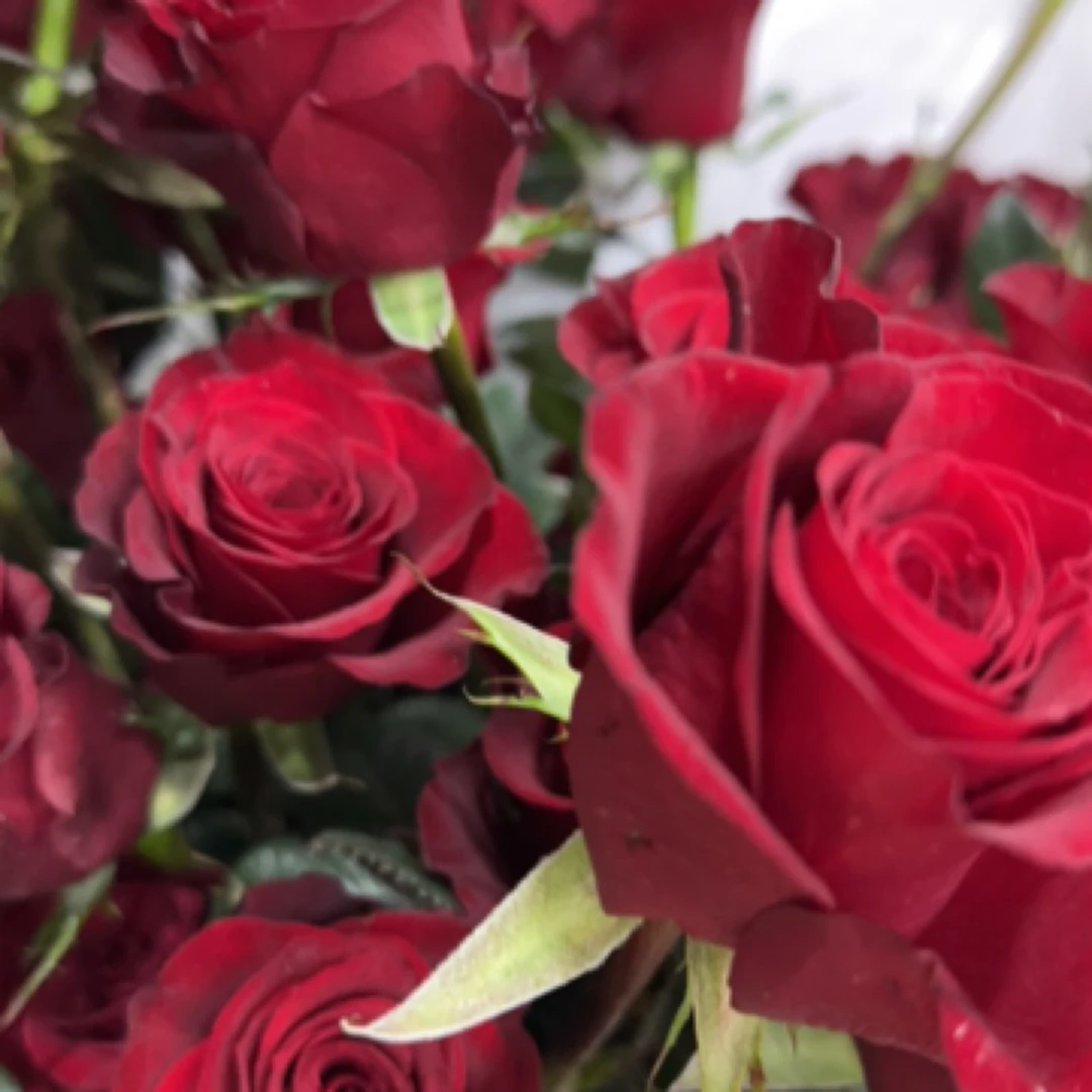 高原红红色玫瑰花10支装