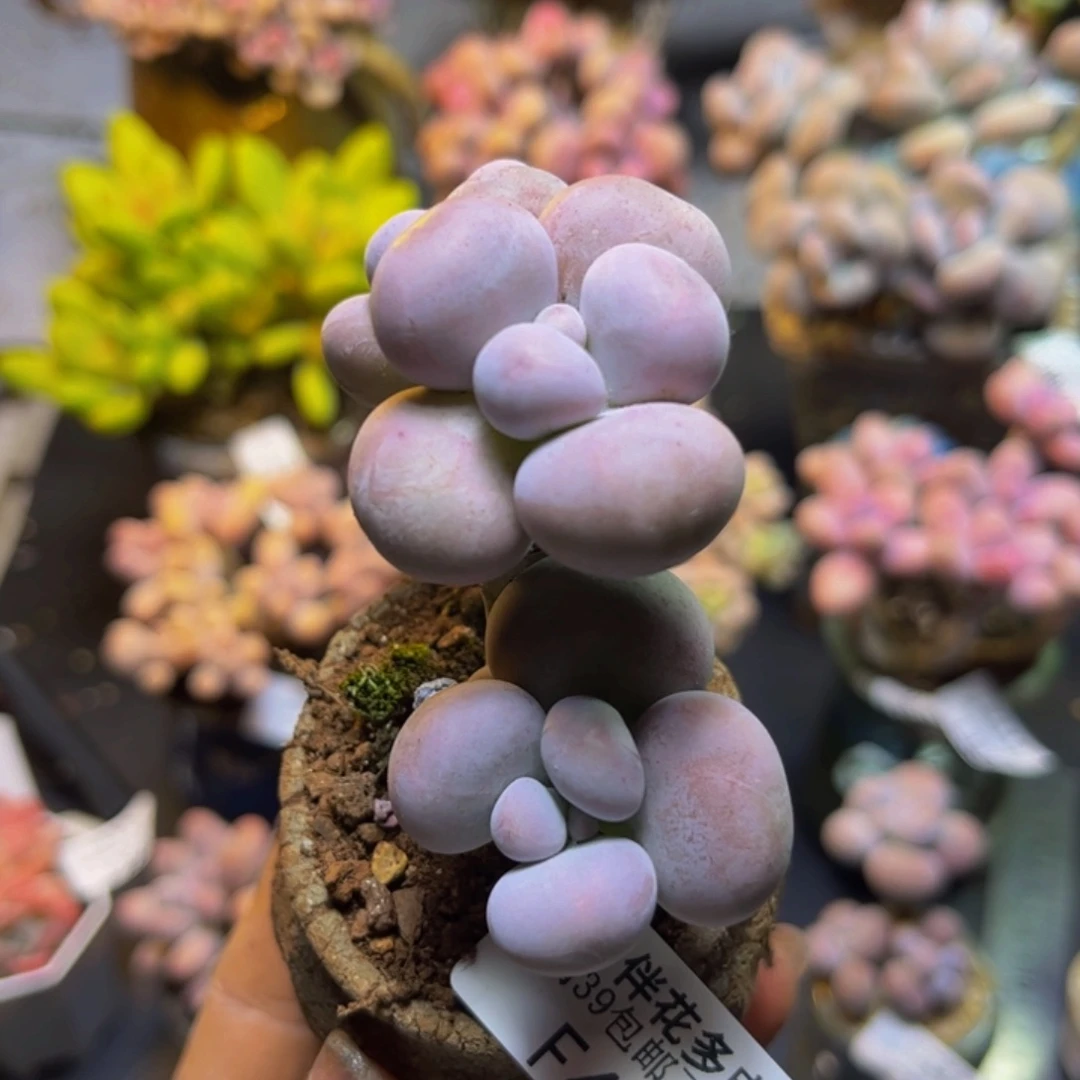 芭比奶酪417/6cm多肉