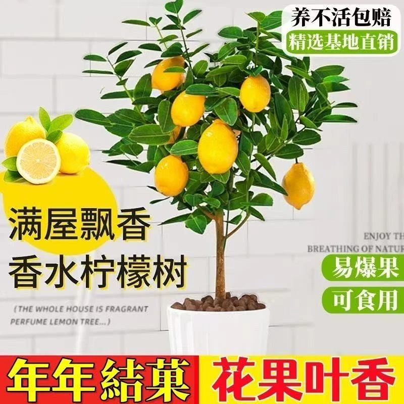 【一物一拍】香水盆栽大型绿植室内外四季花果好养