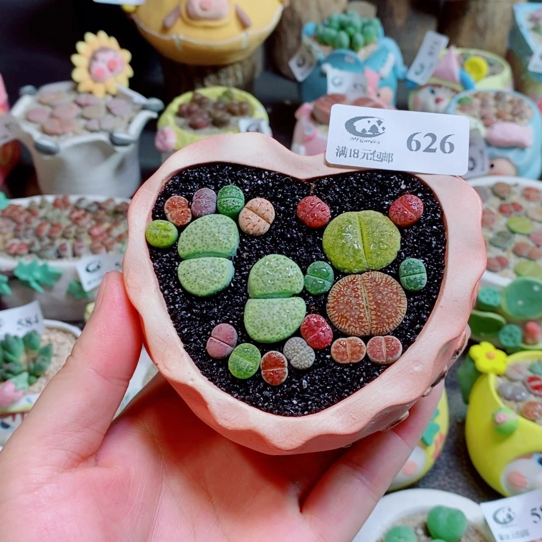 樱****生石花花花花花花626