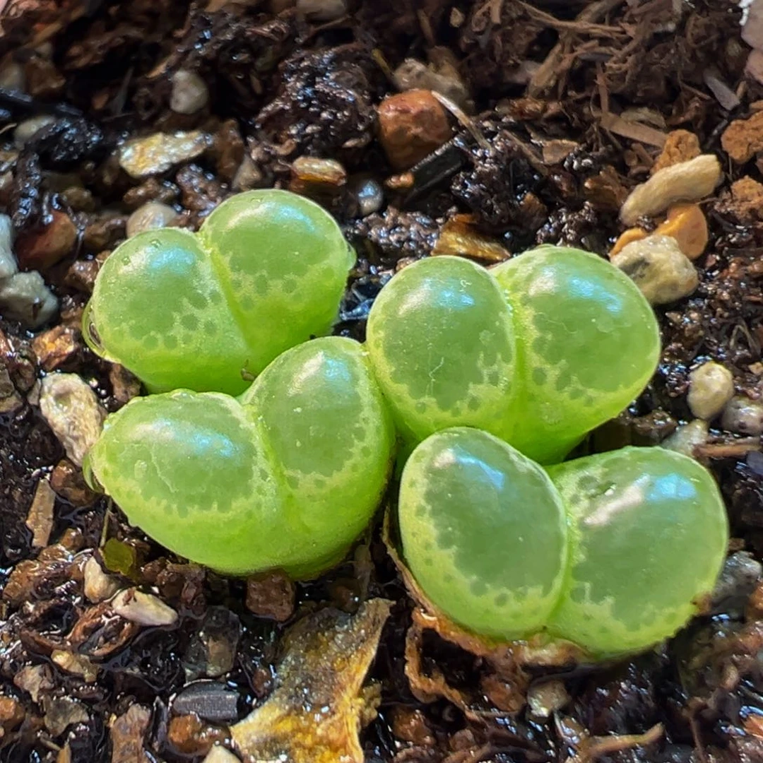 152多肉植物种类多样