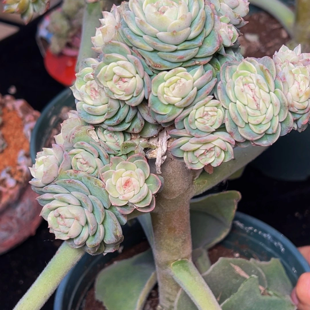 我***婆珍妮天天开心天天开心