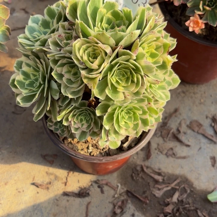 迈巴赫多肉处理不包断头1903