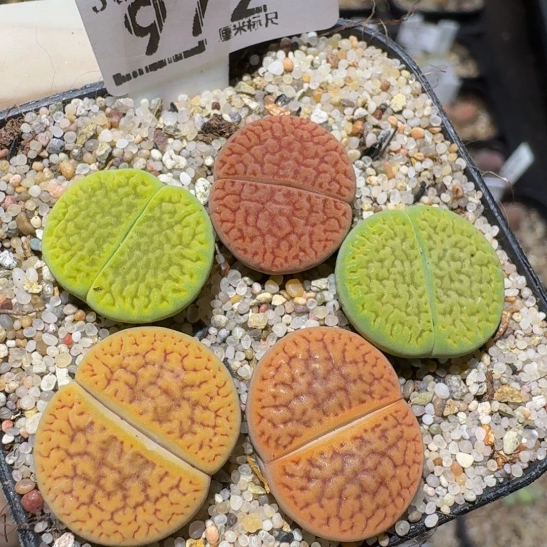 zzzzz生石花肉锥972