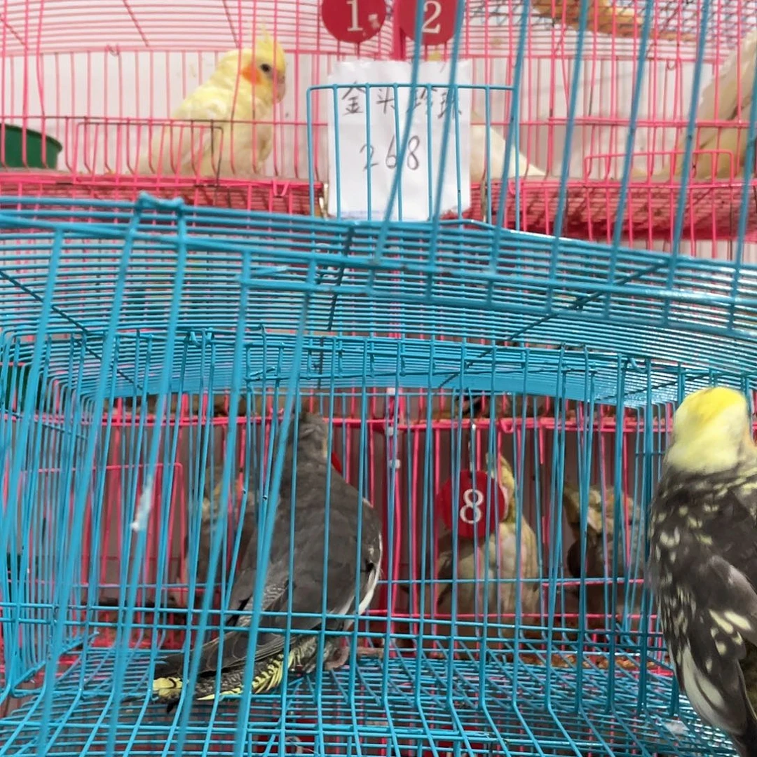 玄凤鹦鹉/鸡尾鹦鹉