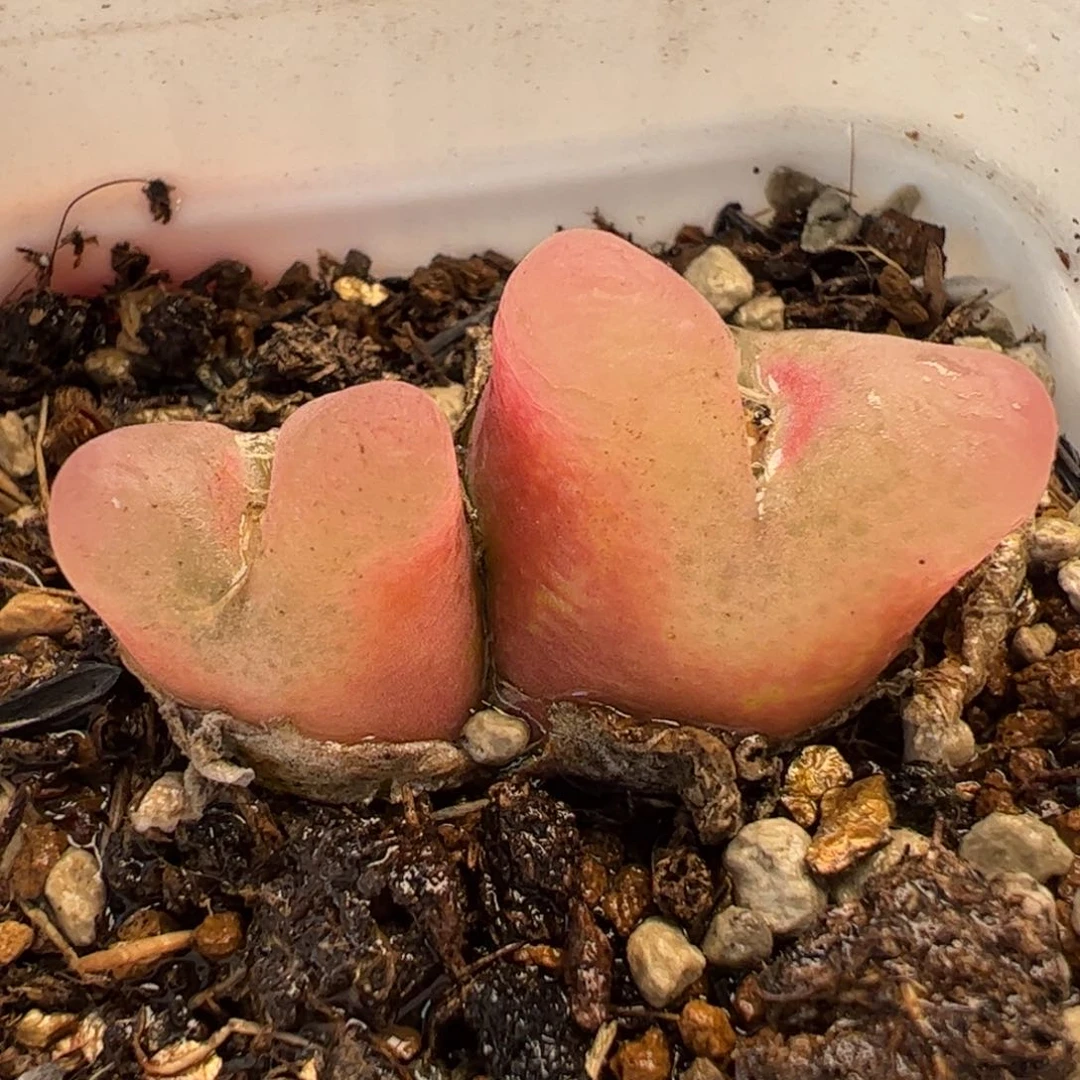 251多肉植物百科