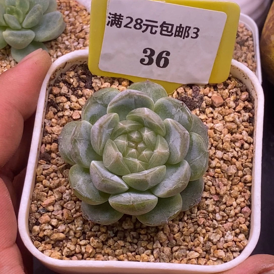 336精控白恋小包子