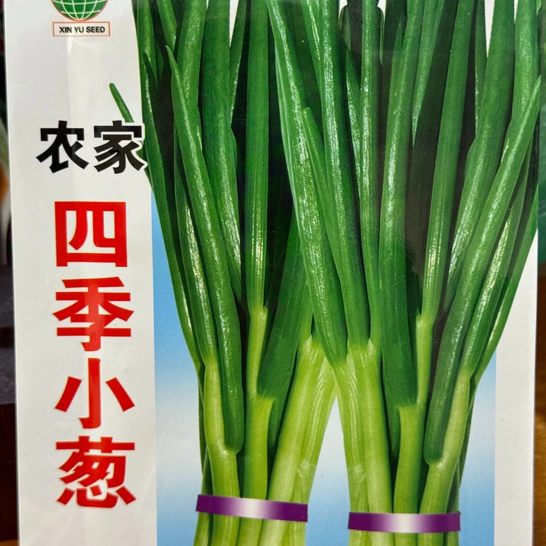 jj农家四季小葱今年新种今年新种