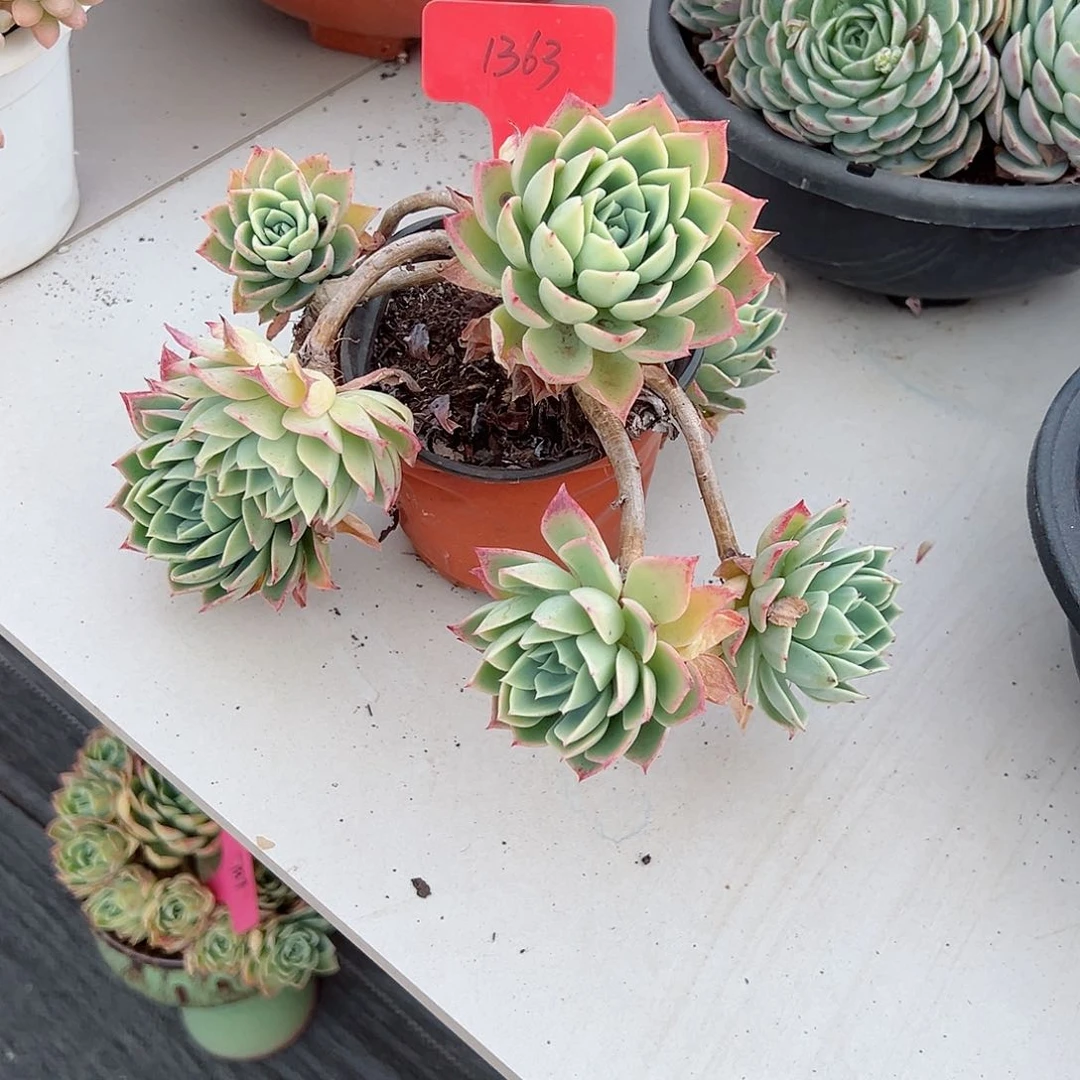 余****i1363三色堇多肉植物