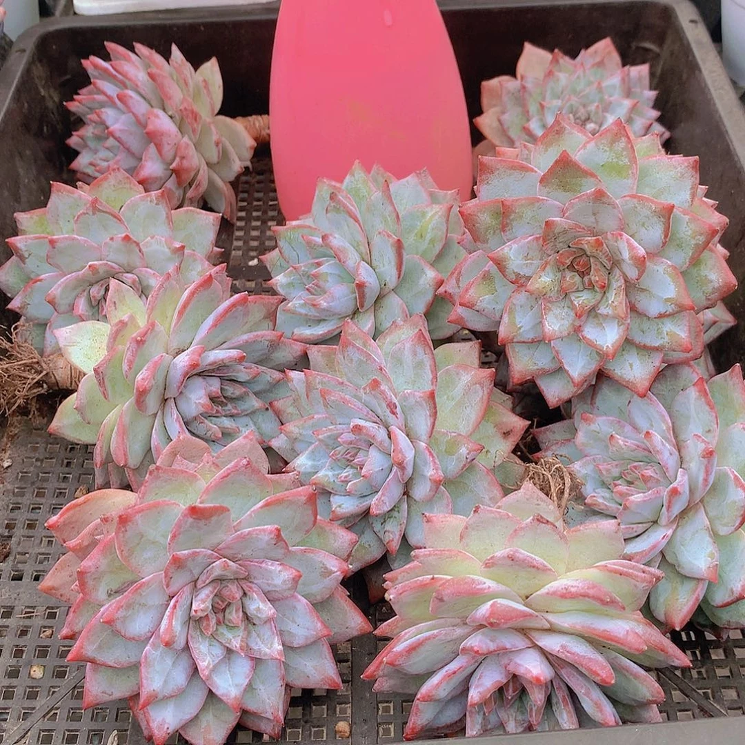 粉蓝鸟单头34567889990000