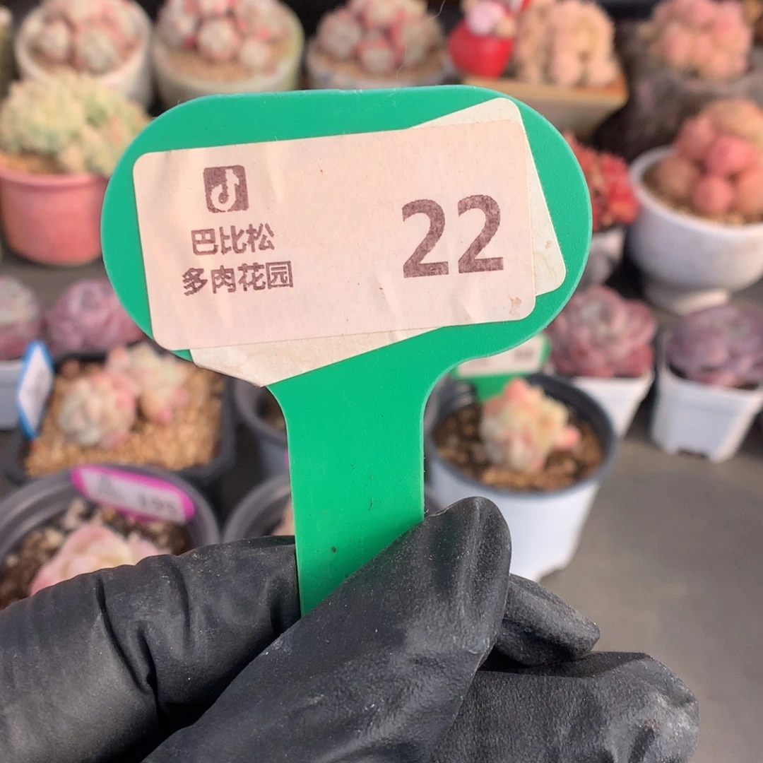 22 冰玉石化盲盒拍