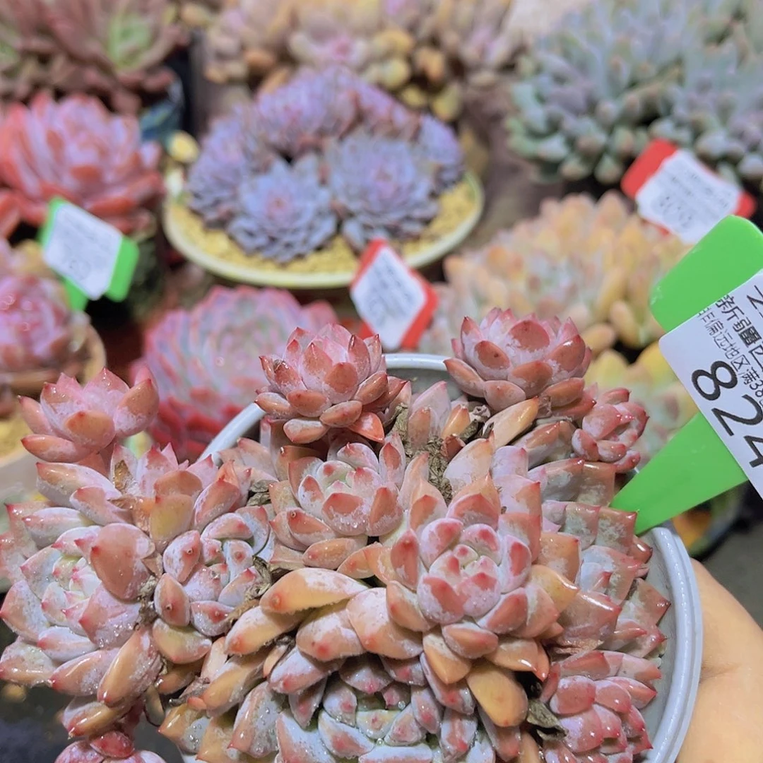 824霜花多肉植物。