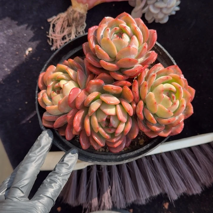 15厘米左右一物一拍的多肉植物