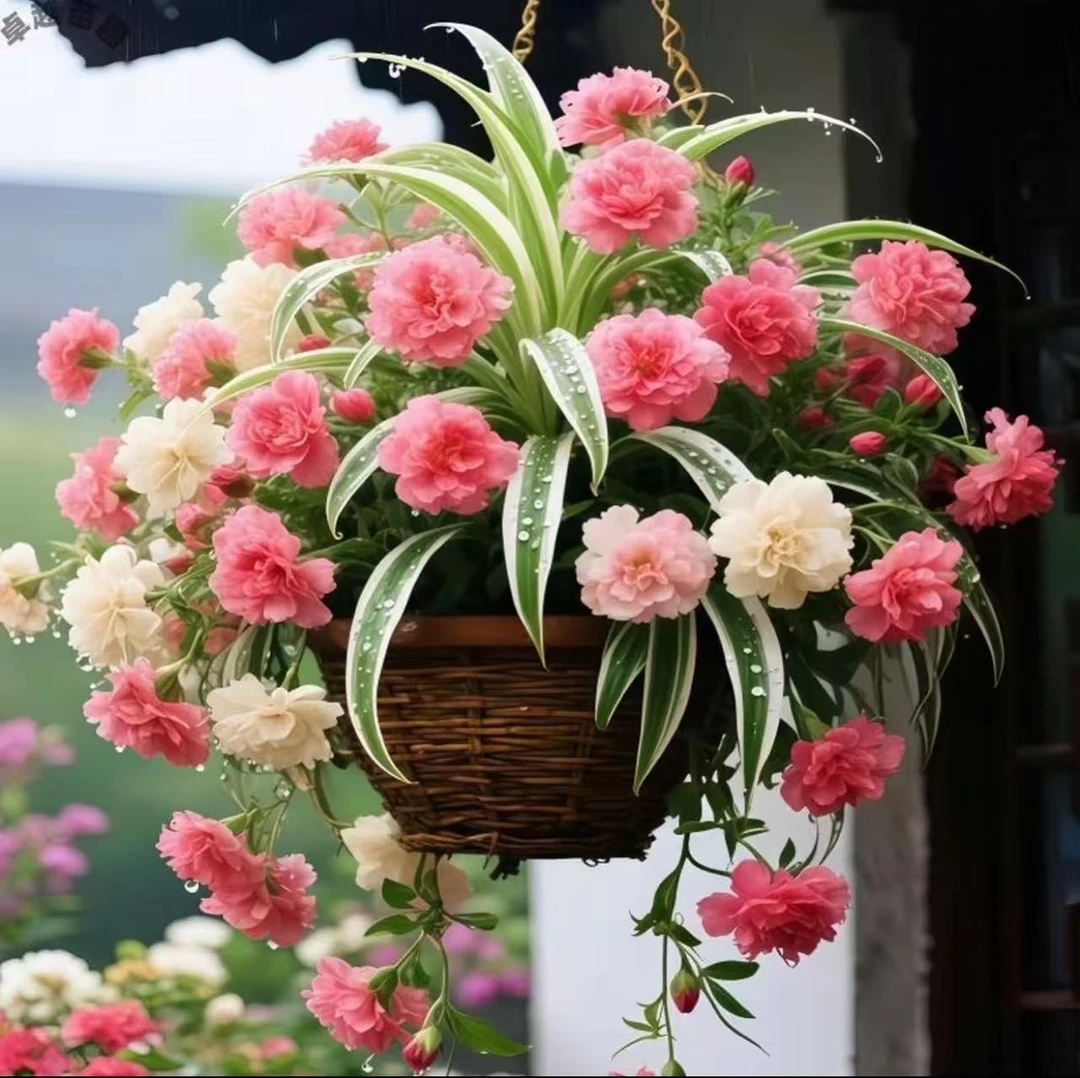【遇水开花】浓香型金边大花吊兰花卉盆栽好养活