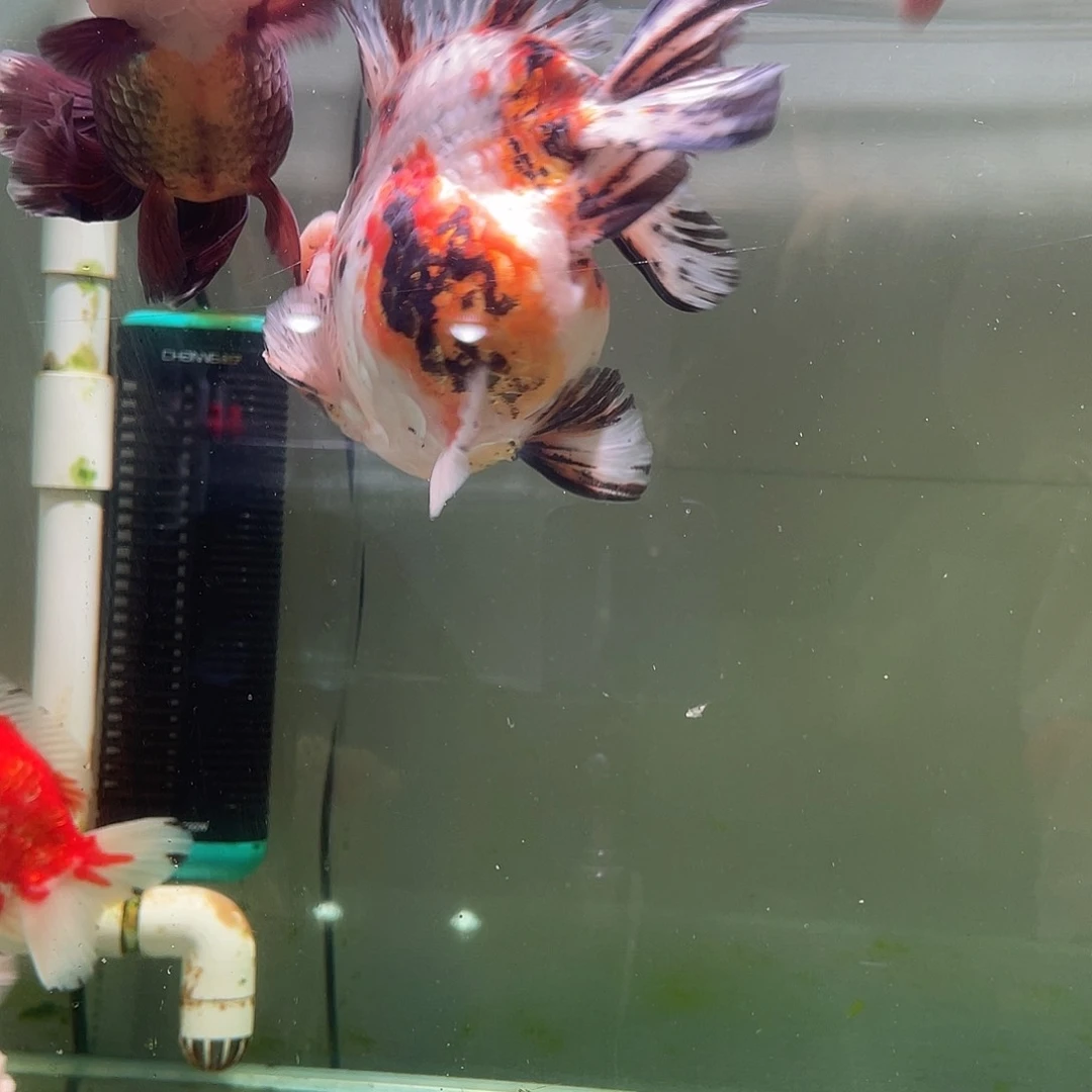 金鱼贤**治运费到付