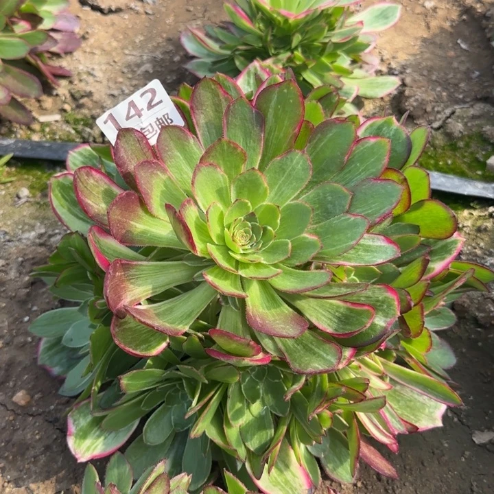 莲花座……多肉植物的