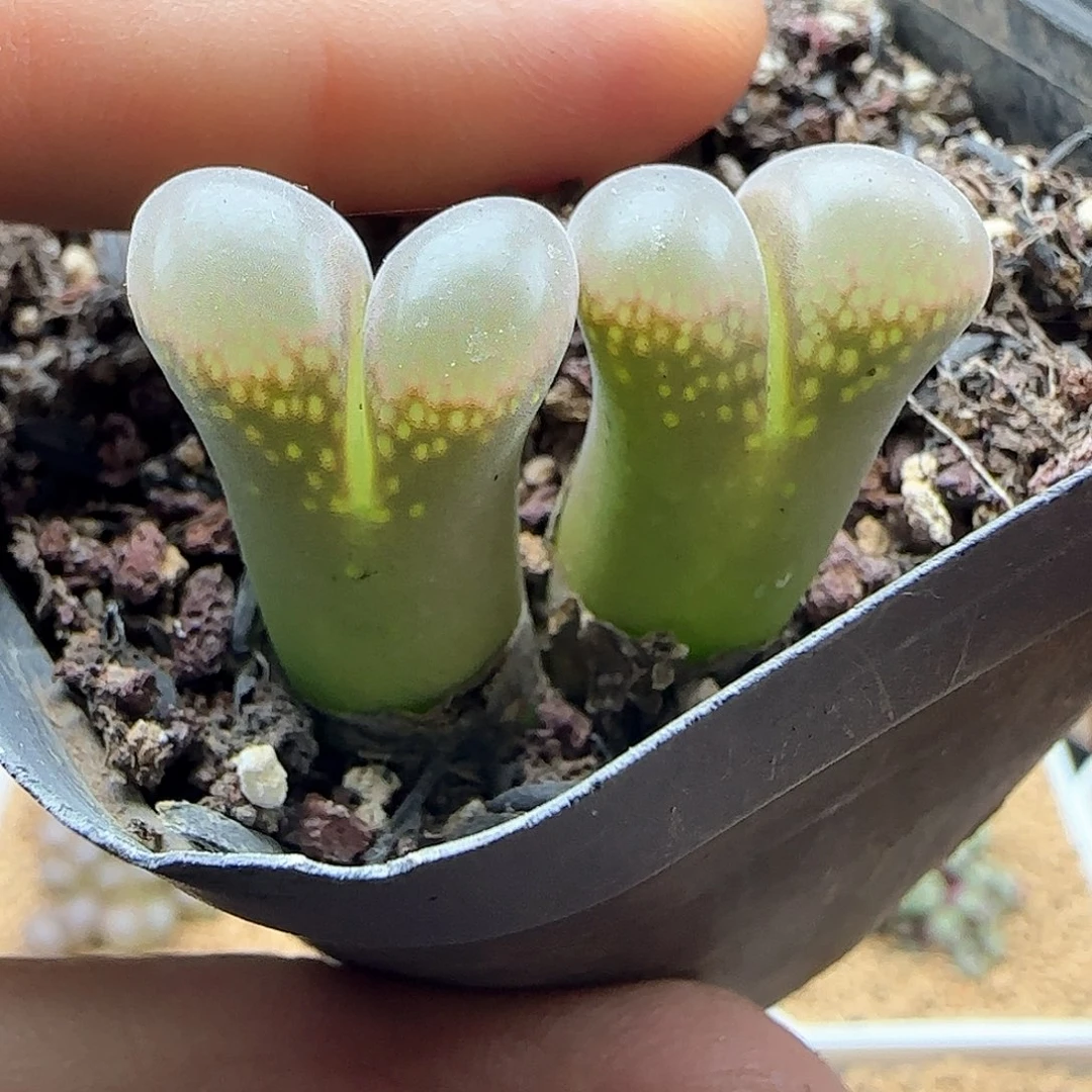 特价风铃。        47928