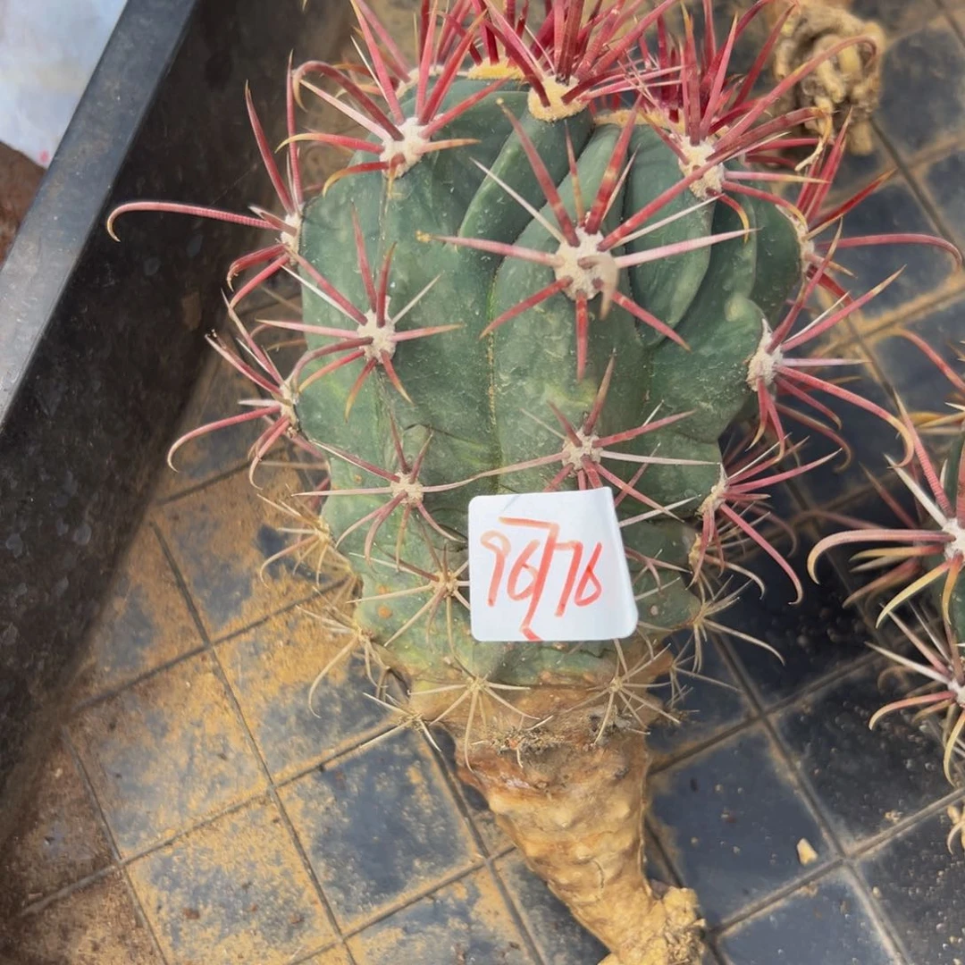 花**?精品日系勾刺刈穗福利