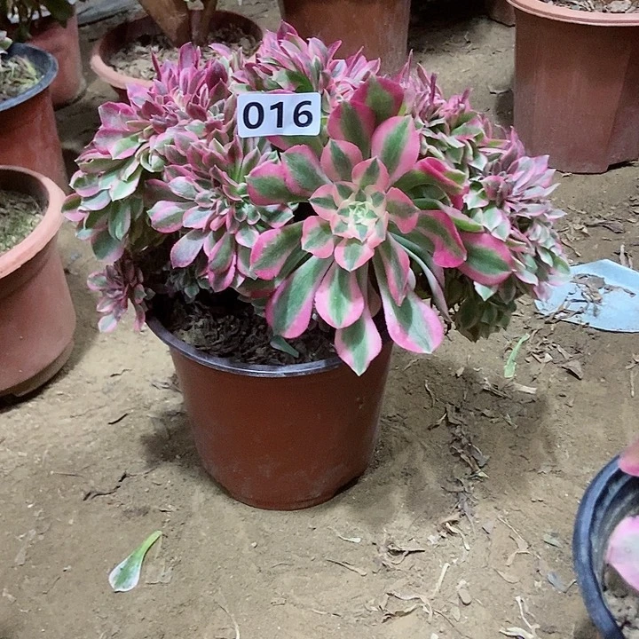 016粉女巫老庄缀化老板子